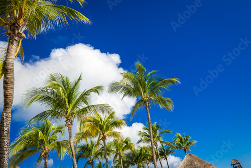 Obraz na płótnie Green coconut palm trees on dark blue sky with white clouds. Pho w salonie