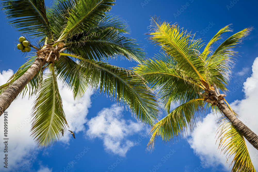 Green coconut palm trees on dark blue sky with white clouds. Pho