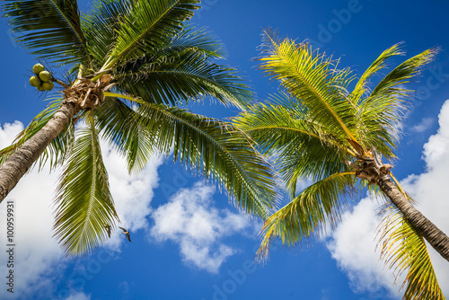 Obraz na płótnie Green coconut palm trees on dark blue sky with white clouds. Pho w salonie