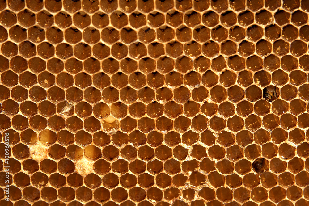 Bee chrysalis in Honeycomb beauty pattern background Bee chrysalis in Honeycomb beauty pattern background