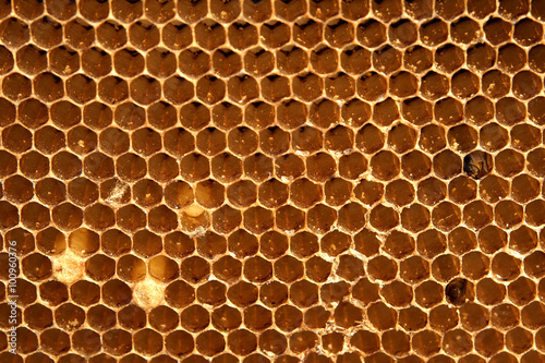Bee chrysalis in Honeycomb beauty pattern background © dangdumrong