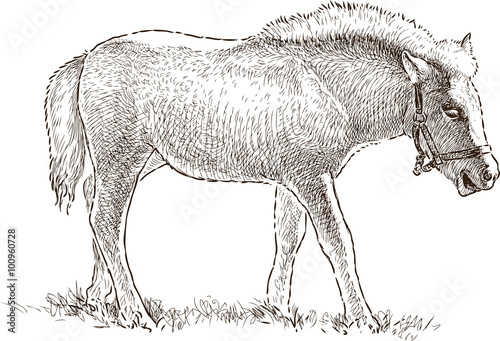 foal grazing
