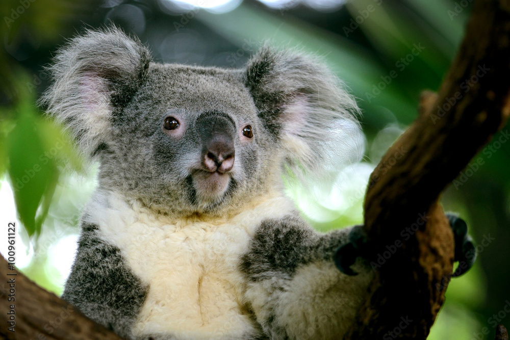 Naklejka premium Cute Koala bear on tree