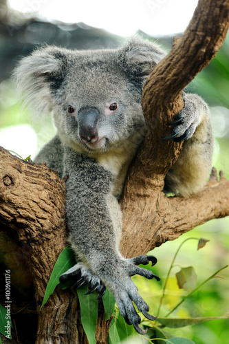 Fototapeta Naklejka Na Ścianę i Meble -  Cute Koala bear on tree