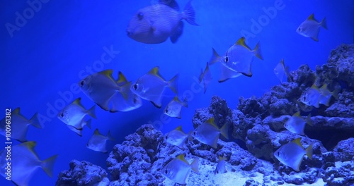 Aluterus Scriptus, Scrawled Filefish, And Monodactylus Argenteus, Fishes photo