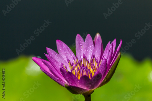 Beautiful lotus bloom bright