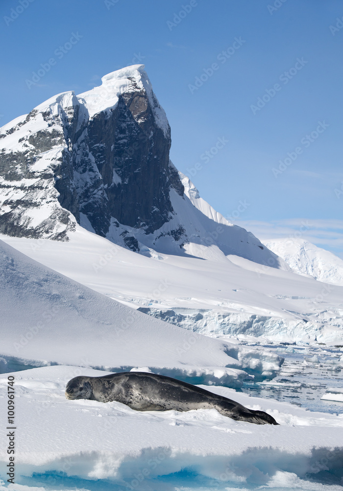 Leopard seal lying on the blue iceberg with snow, with rocky mountain in the background and blue sky, Antarctic Peninsula, Antarctica