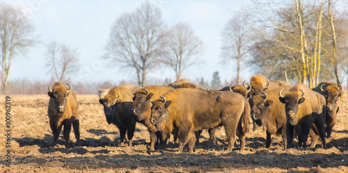 European Bison hurd in winter
