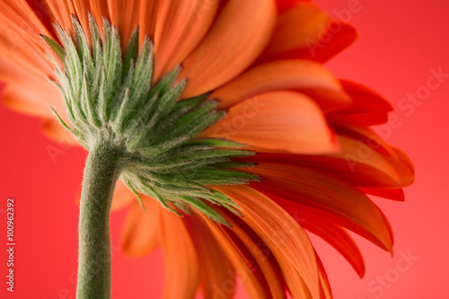 Fototapeta Naklejka Na Ścianę i Meble -  Petals of gerbera flower macro