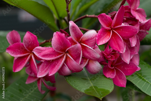 The Frangipani flower