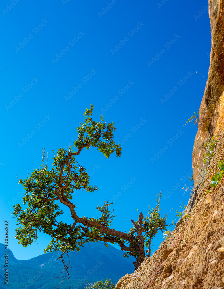 Fototapeta premium Green Tree growing on orange vertical Rock blue Sky Background