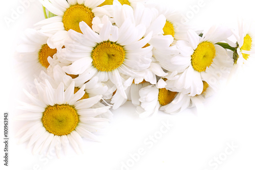 daisy on a white background  spring summer