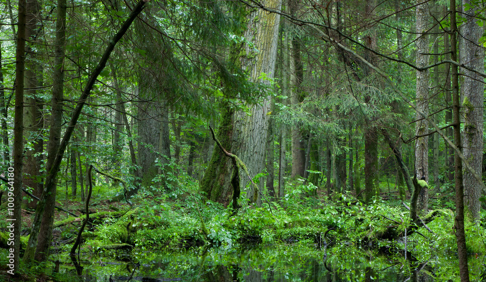 Obraz premium Deciduous stand of Bialowieza Forest in summer