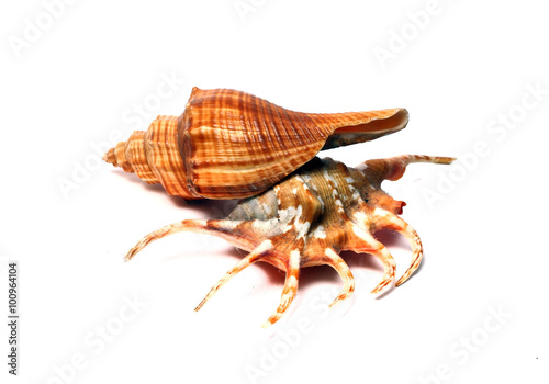 two sea shells on a white background
