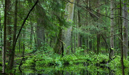 Deciduous stand of Bialowieza Forest in summer