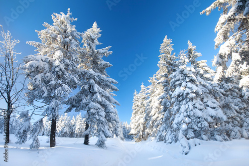 Wallpaper Mural Tannenwald im Schnee Torontodigital.ca