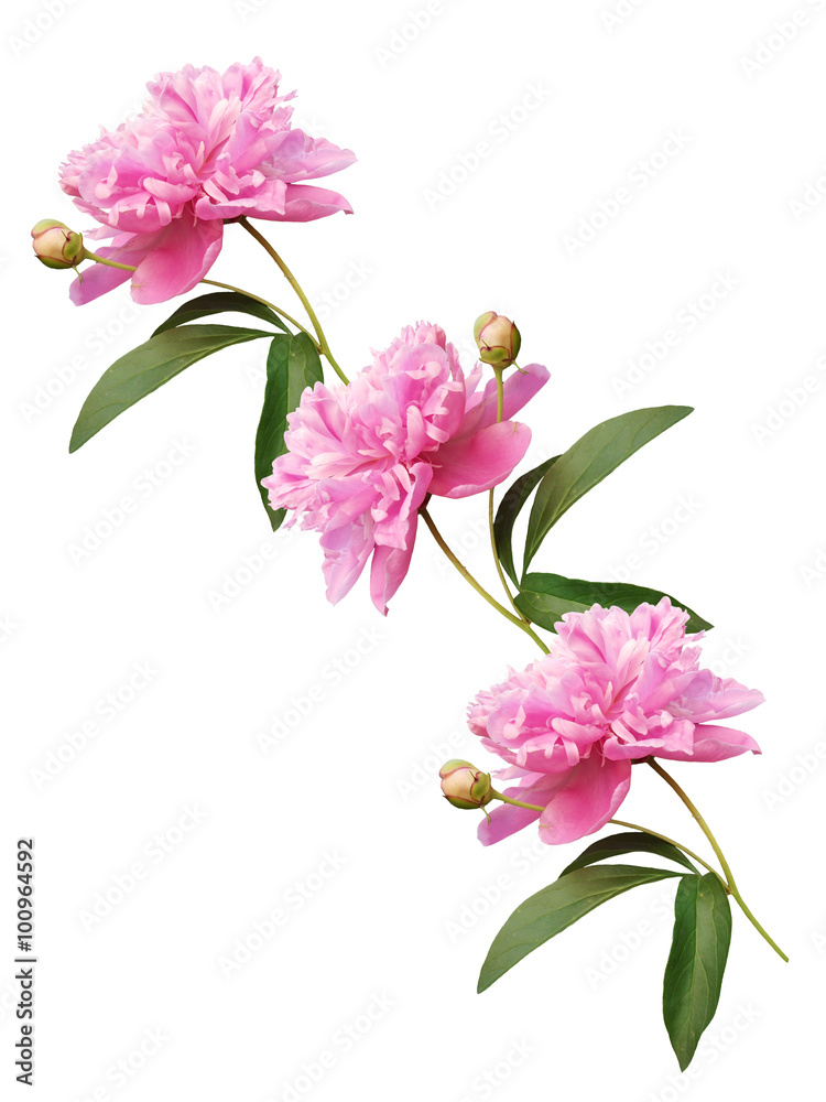 Peony on a white background. Isolated Peony on a white background. Isolated