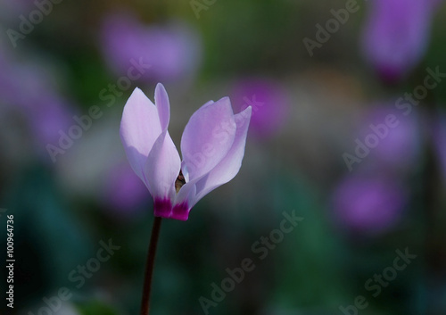 Wild cyclamen (Cyprus cyclamen)