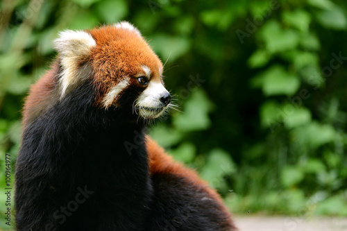 Red panda in bear forest