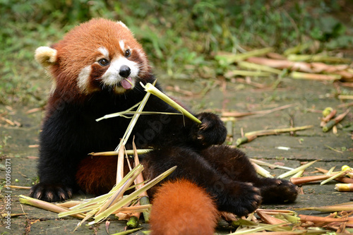 Canvas Print Red panda bear eating bamboo Chengdu, China