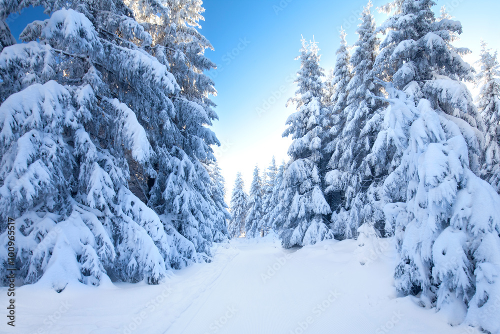 Fototapeta premium Schnee auf den Tannen im Thüringer Wald