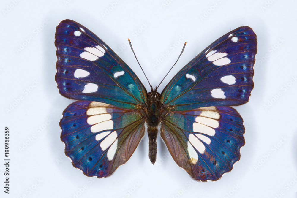 Obraz premium Southern White Admiral, Limenitis reducta butterfly