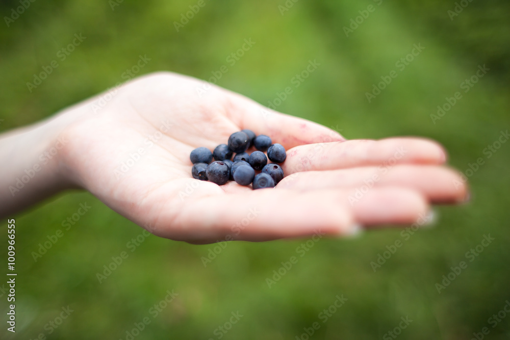 Blueberries in hand on the background of the garden Blueberries in hand on the background of the garden