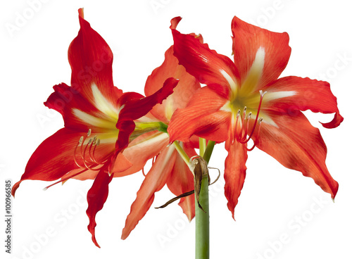 Inflorescence Hippeastrum flower bud pistil stamen on white background