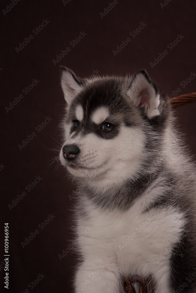 Cute Puppy Siberian Husky