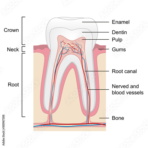 Human tooth anatomy isolated on white background, vector