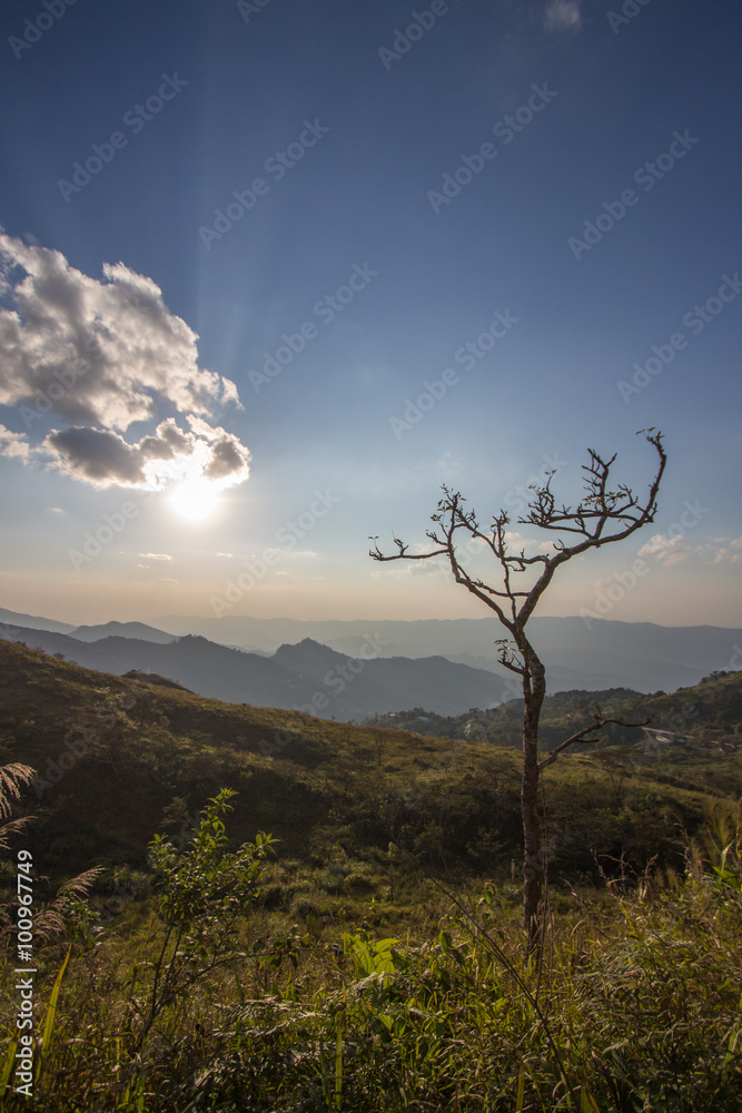 Lonely leafless tree on the mountain