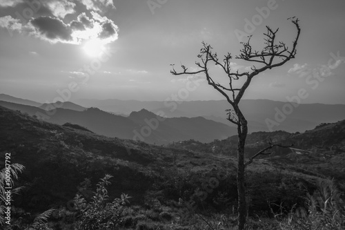 Lonely leafless tree on the mountain