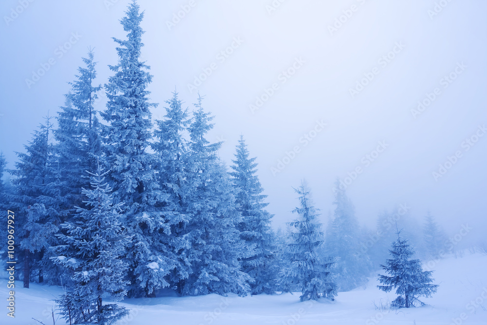 winter forest in a blue mist winter forest in a blue mist