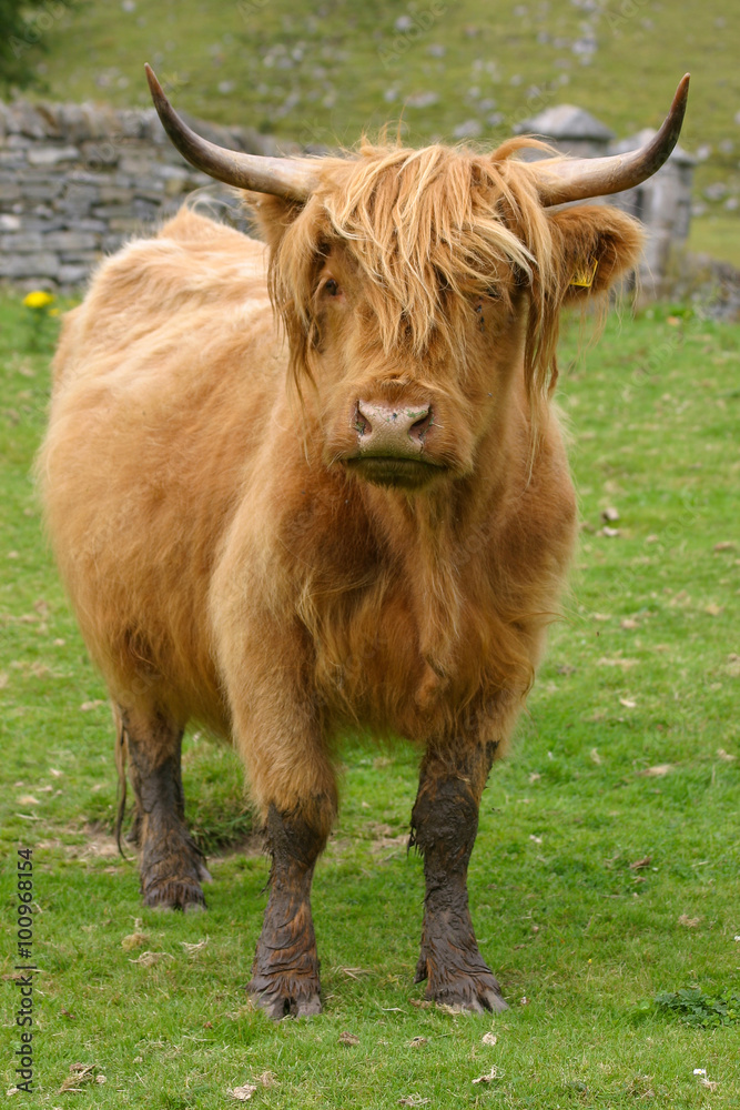 Highland aberdeen angus cow grazing green grass Highland aberdeen angus cow grazing green grass