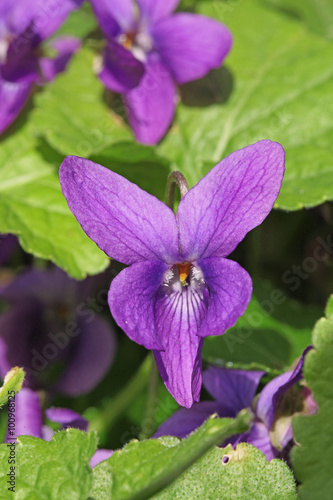 Violette