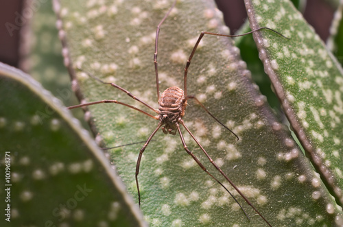 Brown harvestman (Opiliones) found on a green leaf in Italy 