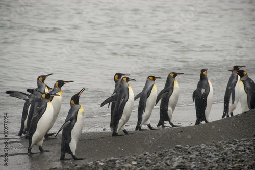 Manchot royal, Georgie du Sud, Atlantique Sud, Iles Sub Antarctiques, Grande Bretagne photo