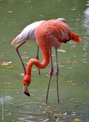 flamingo, Pink flamingo