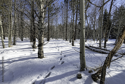 Steps through the forest. A snow-covered landscape with a trail leading away.