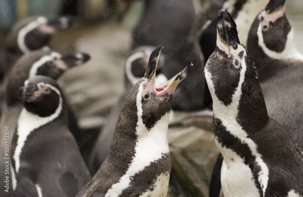 Fototapeta premium Penguin in wildlife