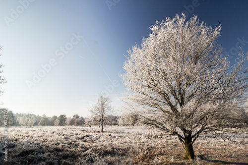 Baum im Winter