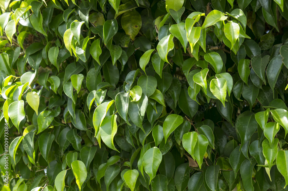 Obraz premium The leaves of ficus