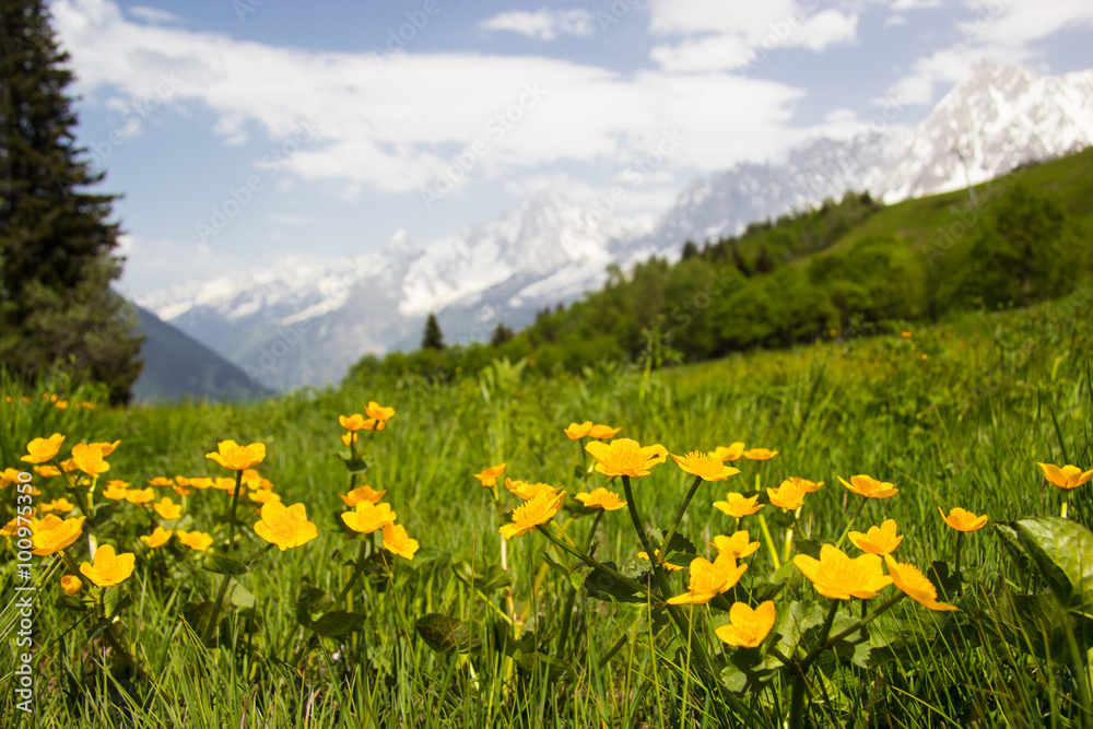 meadow in French Alps