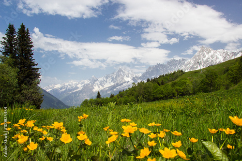 meadow in French Alps © Tomtsya