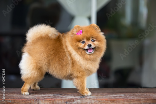 Pomeranian dog. Cute Pomeranian dog with pink bow smiling and fu