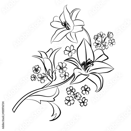 Fototapeta Naklejka Na Ścianę i Meble -  Lily sketch on white background.