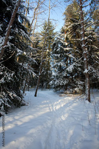 winter forest on sunny day