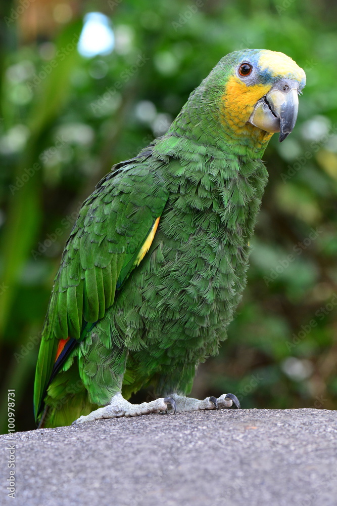 Orange wing tipped African parrot