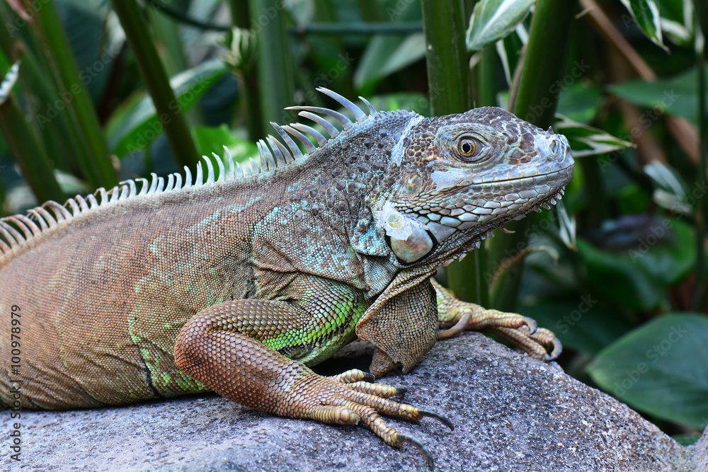 An iguana poses for its portrait in the gardens. An iguana poses for its portrait in the gardens.