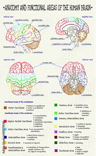 anatomy of the human brain